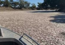 Apocalyptic Aftermath: Australia’s Deadly Heat Wave and Floods Unleash Underwater Chaos – Millions of Fish Left Lifeless
