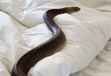 Close Encounter with the World’s Deadliest Snake: A Startling Discovery in Australia