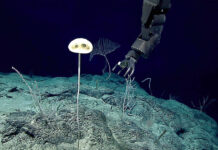 Exploring the Depths of the Ocean: Discoveries and Innovations in Marine Biology