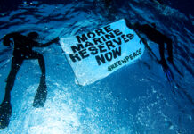 Saving Our Oceans: The Latest Efforts in Marine Conservation