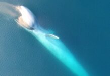 The Admirable Adaptation of a Gray Whale After Losing Its Tail