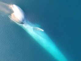 The Admirable Adaptation of a Gray Whale After Losing Its Tail