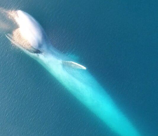 The Admirable Adaptation of a Gray Whale After Losing Its Tail