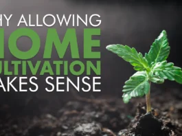 The Rise of Plant-Based Diets: What You Need to Know About Going Vegan