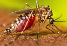 Uncovering the Surprising Evolutionary History of the Yellow Fever Mosquito: Implications for Public Health