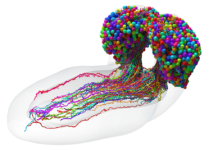 A Comprehensive Elucidation of the Larval Fruit Fly Brain’s Wiring Map