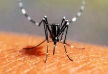 A Stinging Truth: Carboxylic Acids in Body Odor Entice Mosquitoes