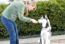 Canine Comprehension: A Glimpse into Dogs’ Awareness of Their Bodies