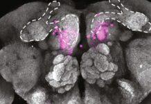 Discover the Surprising Link between Protein-Rich Diets and Deep Sleep: Insights from Flies and Mice