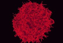 Dissecting Tumor-Specific Antigens: The Intricate Link between Transposable Elements and Cancer Immunotherapy