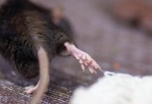 Exciting New Discovery: Superfast Muscle Fibers Found in Mouse Limbs by Scientists