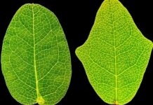 Exploring the Possibility of Plant Vision: A Controversial Study