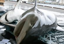 Groundbreaking Research in Synthetic Chemistry Paves the Way for Sustainable Vaccines and Shark Conservation