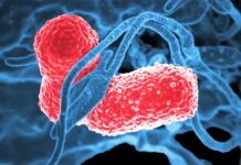 Gut Bacteria Linked to Depression: Shocking Study Reveals Enigmatic Enzyme’s Role