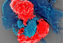 Gut Microbes: The Surprising Key to Tissue Regeneration and Wound Healing