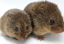 Monogamous Rodents Forge Pair Bonds Sans Oxytocin: An Eye-Opening Study