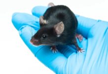 Revolutionizing Anti-Aging Research: Unveiling the Enigmatic hCINAP Protein and Its Potential to Delay Aging and Combat Age-Related Diseases