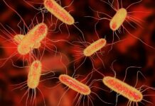 Revolutionizing Biotech: Harvard Scientists Develop Virus-Resistant Synthetic E. Coli Strain with Built-In Safety Measures