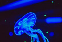 Sea Life Brighton Introduces Sea Life Lates – A Sensory Feast of Aquatic Exploration with Cosmic Lighting and Trendy House Music