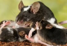 The Development of a Fast-Acting Male Birth Control That Immobilizes Sperm