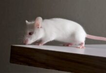 The Enigmatic Heart: Unveiling its Crucial Role in Modulating Emotions