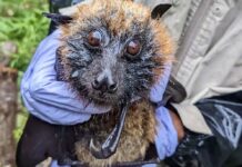 The Enigmatic Potential of Metagenomic Sequencing in the Detection of Future Pandemics