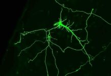 The Intricacies of Mitochondrial Metabolism: Unraveling Neuronal Growth Rates