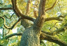 Unearthing the Secrets of Rubisco: Ancient Enzymes Reveal Evolutionary Clues