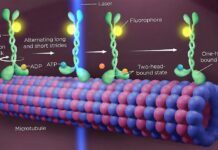 Unlocking Protein Secrets: Revolutionary Fluorescence Microscopy Unravels the Dance of Life’s Molecular Marvels