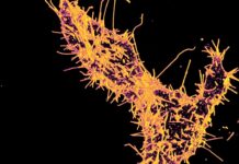 Unlocking the Enigma: Unraveling the Impact of TAOK1 Mutations on Membrane Dynamics