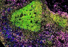 Unlocking the Potential of Lymph Node “Sanctuary” for Optimizing Vaccines