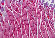 Unraveling the Enigma: Mechanical Marvel Defends Mice Muscles from Atrophy