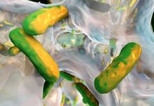 Unraveling the Espionage: Bacteria Turncoats Wage War Against Pathogenic Biofilms in Mice