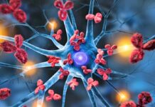 Unveiling the Intricacies of Meningitis Bacteria’s Infiltration of the Brain through the Pain Pathway