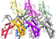 Unveiling the Intricate Histone Proteins of Bacteria